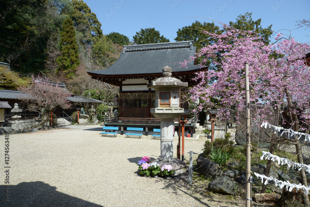 Obraz premium 長等神社 春の境内 滋賀県大津市