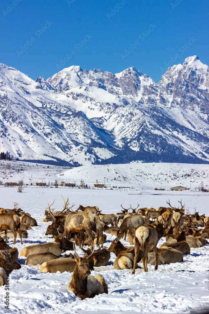A herd of elk rests in a snowy field with the majestic, snow-covered peaks of the Grand Teton mountains in the background, showcasing the serene beauty of winter wildlife in Wyoming.