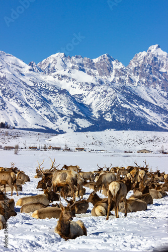 Obraz na płótnie A herd of elk rests in a snowy field with the majestic, snow-covered peaks of the Grand Teton mountains in the background, showcasing the serene beauty of winter wildlife in Wyoming. w salonie