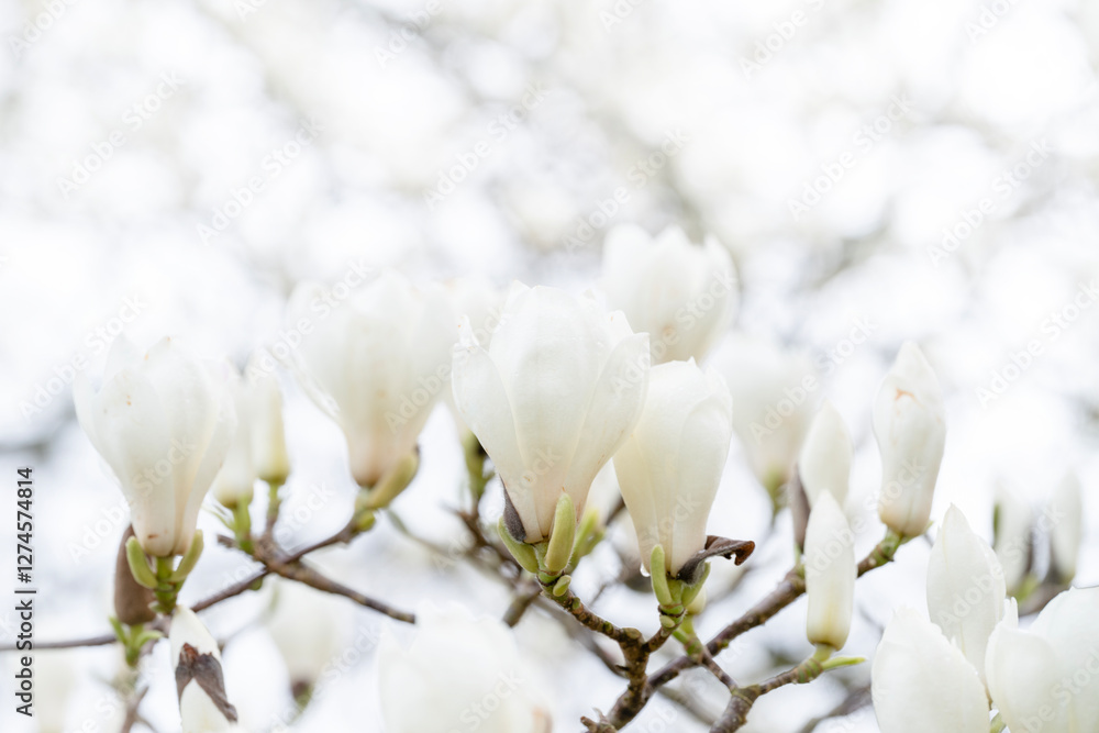Beautiful white magnolia blossoms on branches in springtime bloom