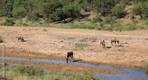 Leierantilope im Tsendze River / Common tsessebe in Tsendze River / Damaliscus lunatus photo