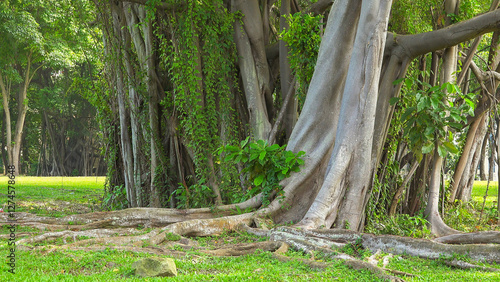 Rubber fig tree (Ficus elastica) trunks and adventitious roots