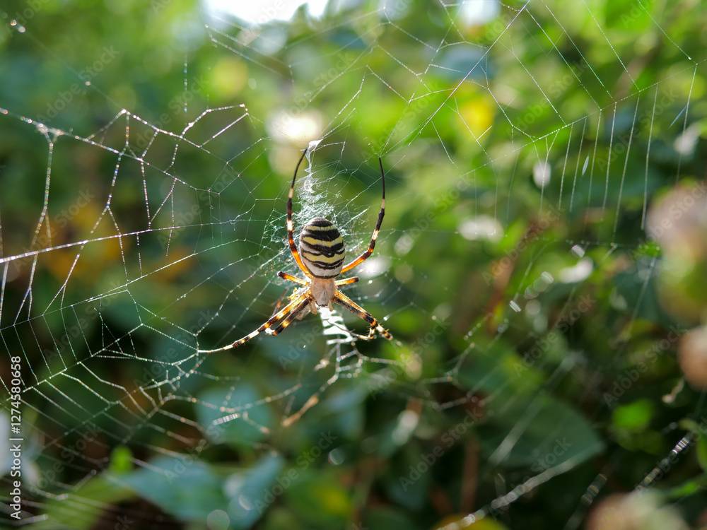 Close-up of yellow wasp spider (Argiope bruennichi) on cobweb Close-up of yellow wasp spider (Argiope bruennichi) on cobweb