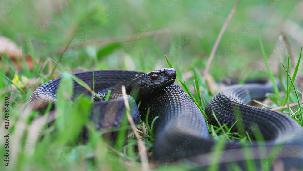 Fototapeta premium Black adder (Vipera nikolskii) sensing the air with tongue and crawling away
