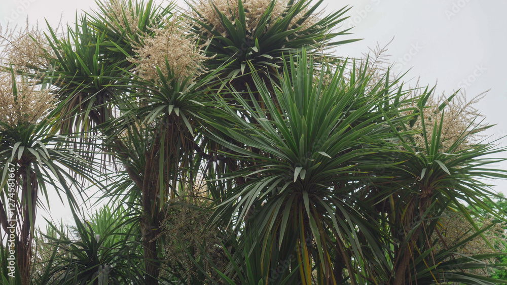 Exotic palm cabbage tree (Cordyline australis) in bloom