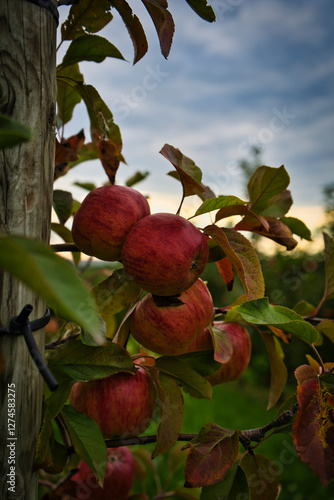 frische Äpfel im Herbst