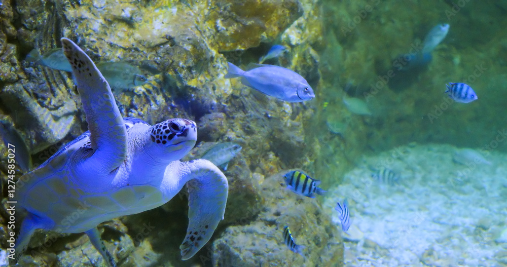 Fototapeta premium Sea turtle and colorful exotic fish swimming together in coral reef
