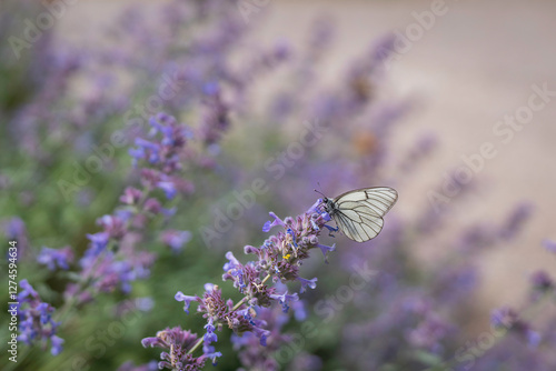Photos The black-veined white, Aporia crataegi, , take a rest on a flower of catmint