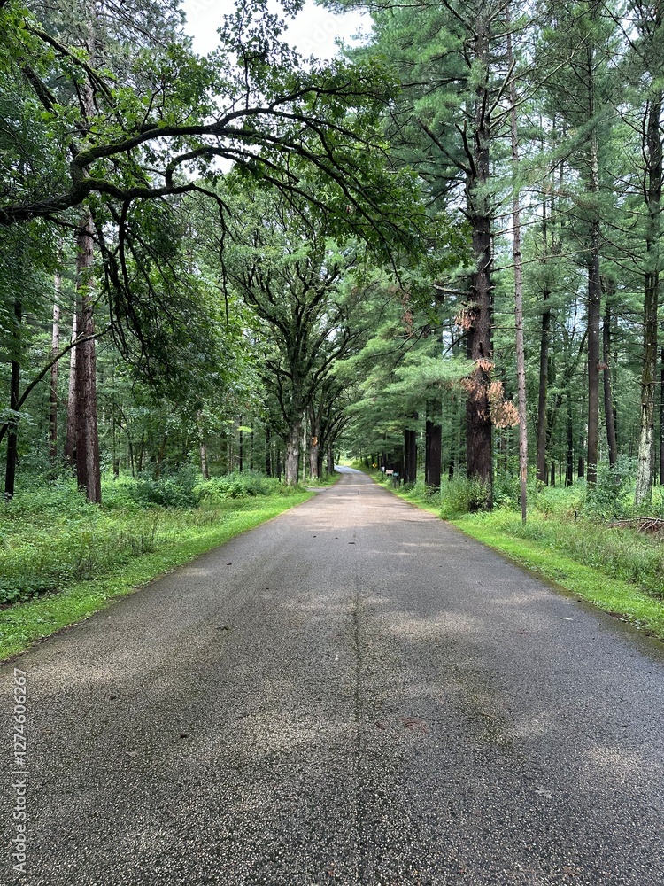 Fototapeta premium road in the woods