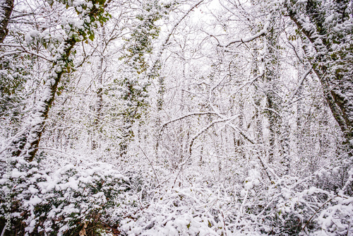 Wallpaper Mural Forest landscape under the snow in the Lot in France Torontodigital.ca