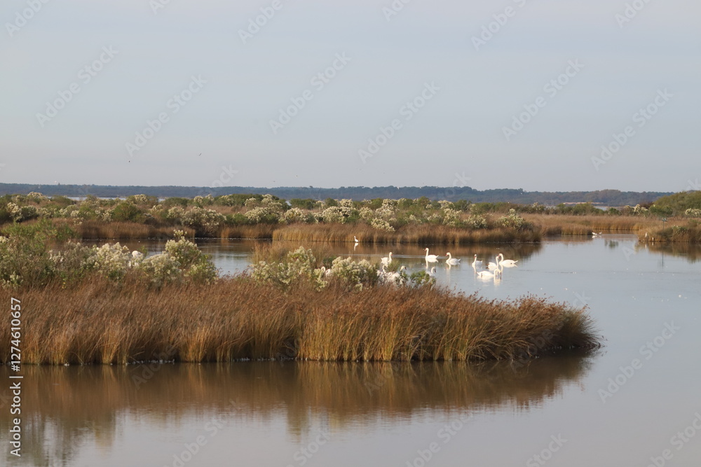 Bassin d'Arcachon paysage en hiver, réserve du Teich, Gironde France Bassin d'Arcachon paysage en hiver, réserve du Teich, Gironde France