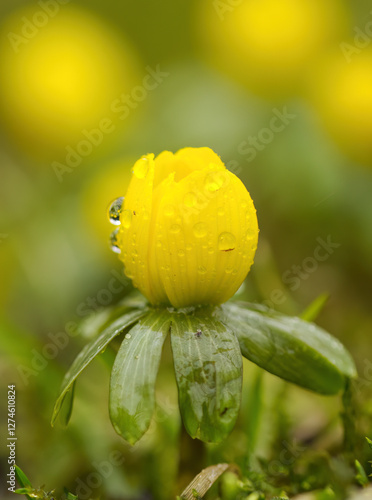 Фотография Close-up of winter aconite vertical, winter aconite with raindrops, yellow winte
