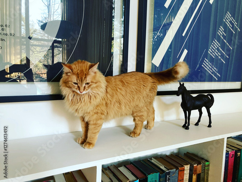cat, horse, house, design, orange, tabby, fur book shelf