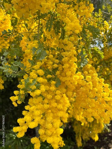 yellow flowers on a tree