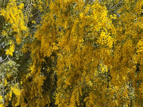 Yellow tree