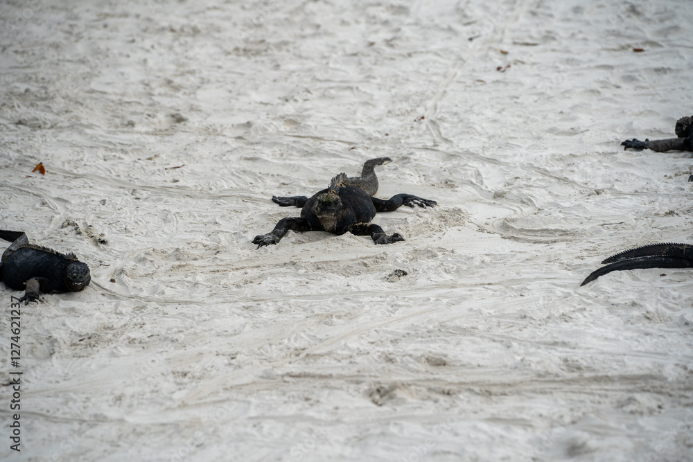 Fototapeta premium Giant Marine Iguana Galapagos