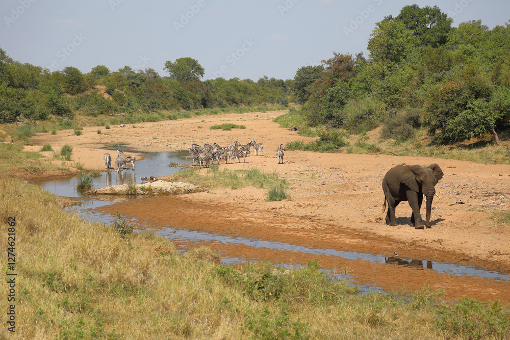 Obraz premium Afrikanischer Elefant und Steppenzebra im Tsendze River/ African elephant and Burchell's zebra in Tsendze River / Loxodonta africana et Equus quagga burchellii