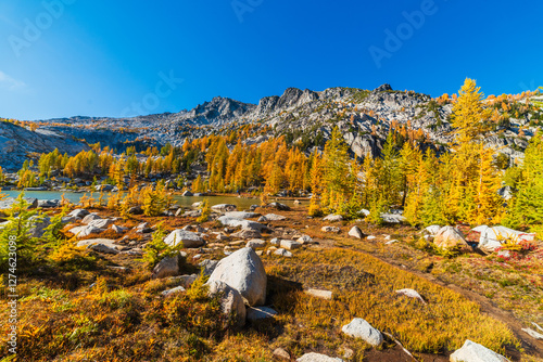 Larch Forest Under Alpine Ridge photo