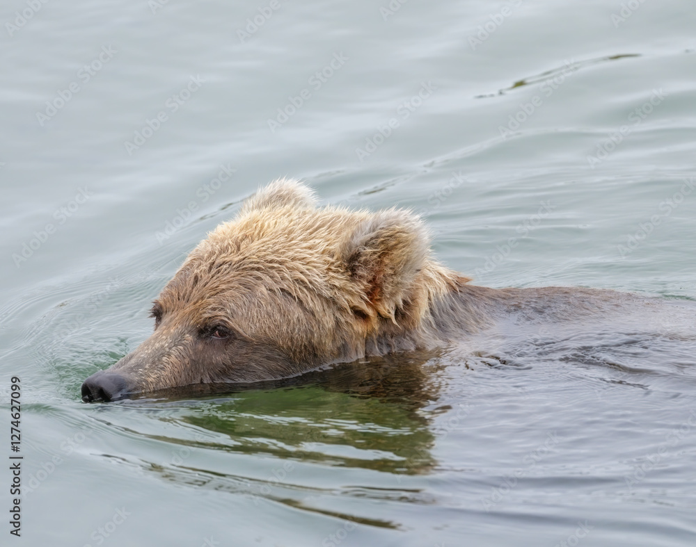 Snorkeling brown bear in Naknek River, Katmai National Park, Alaska, Snorkeling brown bear in Naknek River, Katmai National Park, Alaska,