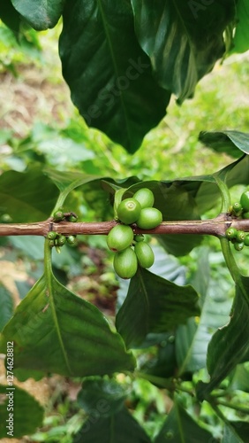 grão de café verde - coffee bean photo