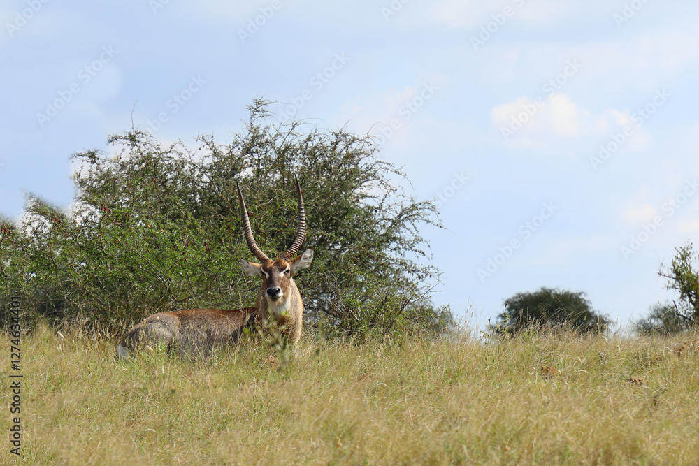 Fototapeta premium Wasserbock / Waterbuck / Kobus ellipsiprymnus
