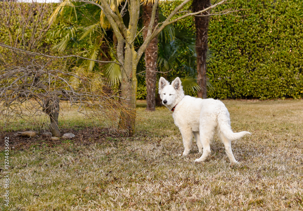 Fototapeta premium A Swiss Shepherd puppy is standing on the grass in the autumn garden.