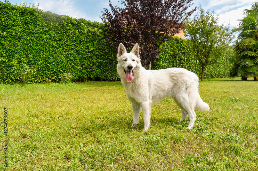 A Swiss Shepherd dog standing in the garden on the green grass. A Swiss Shepherd dog standing in the garden on the green grass.