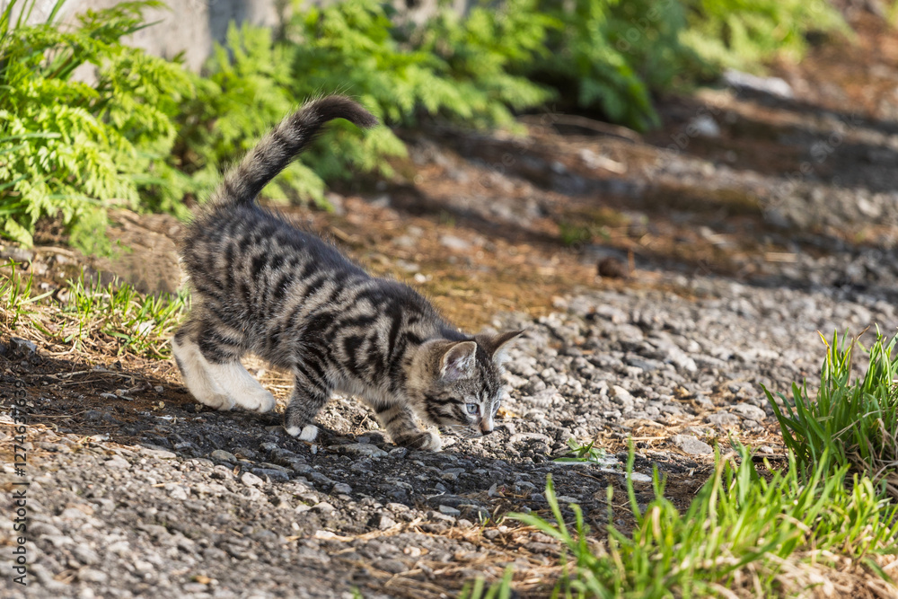 small gray striped kitten walking in the garden near the grass small gray striped kitten walking in the garden near the grass