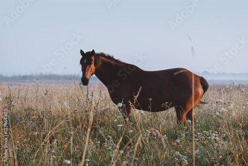 Bay village horse stands in tall grass on the background of the mist photo