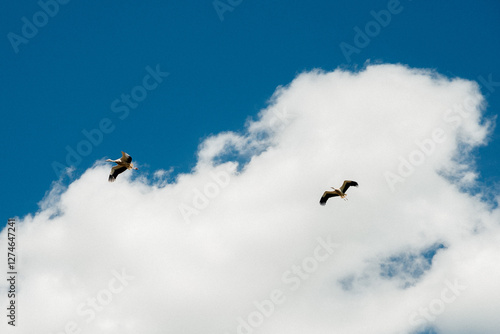 Two storks flying in a cloudy sky