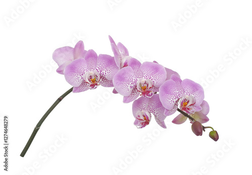 Branch with purple orchid flowers isolated on white background. Floral design element.