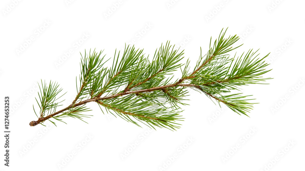 Pine branch displaying fresh green needles, backlit against transparent background, showcasing natural botanical detail Pine branch displaying fresh green needles, backlit against transparent background, showcasing natural botanical detail