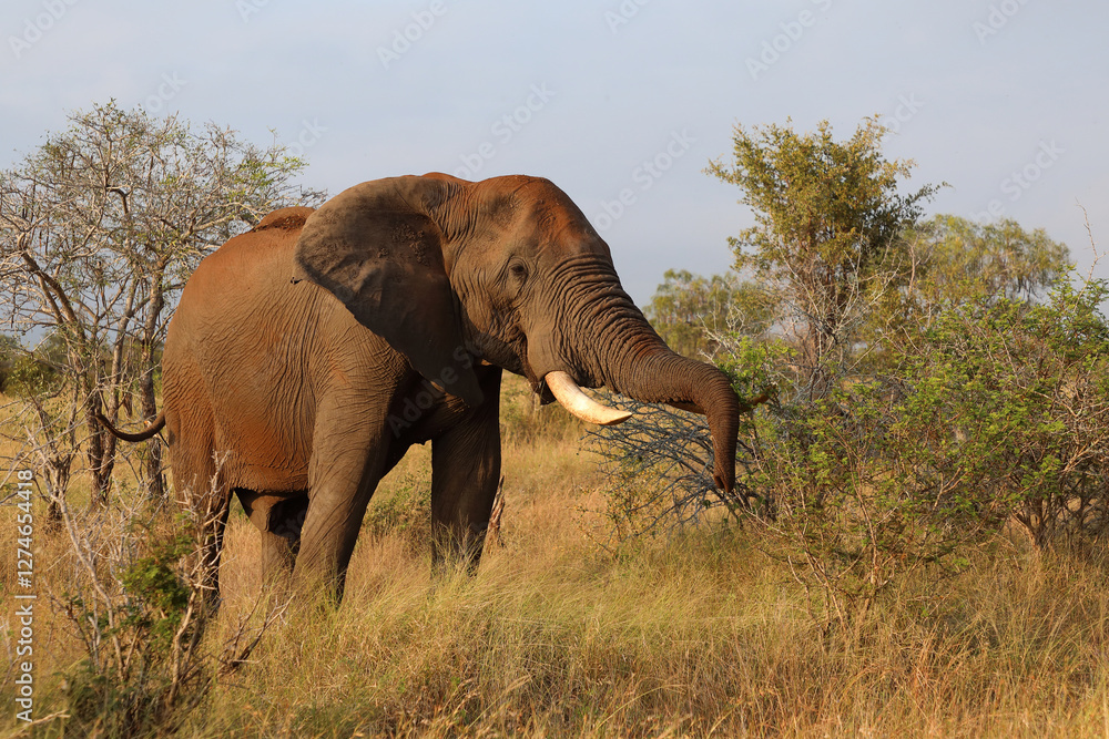 Fototapeta premium Afrikanischer Elefant / African elephant / Loxodonta africana..