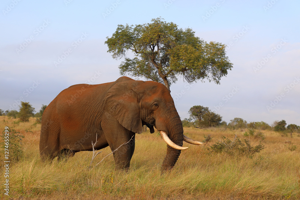 Fototapeta premium Afrikanischer Elefant / African elephant / Loxodonta africana..