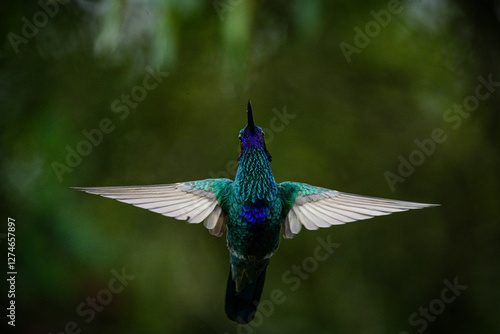 Colibrí volando photo