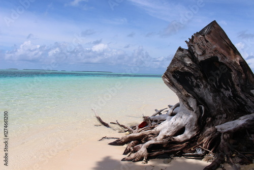 Dead tree stump near Pacific Ocean 