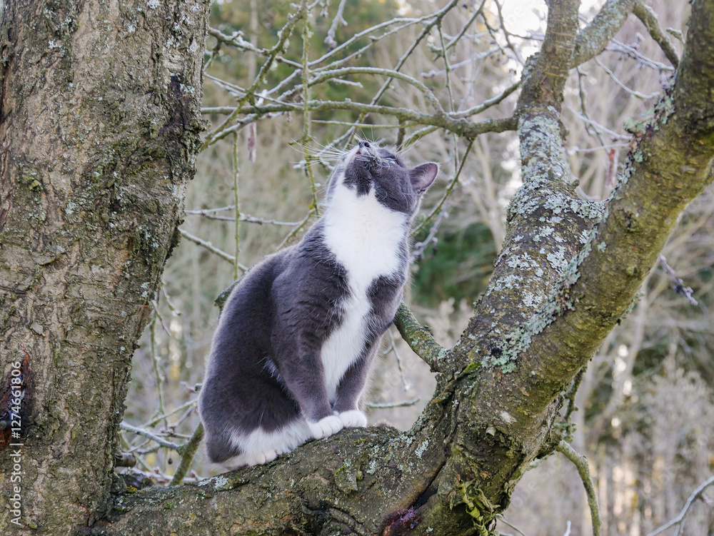 Obraz premium Cute cat climbing a tree. 