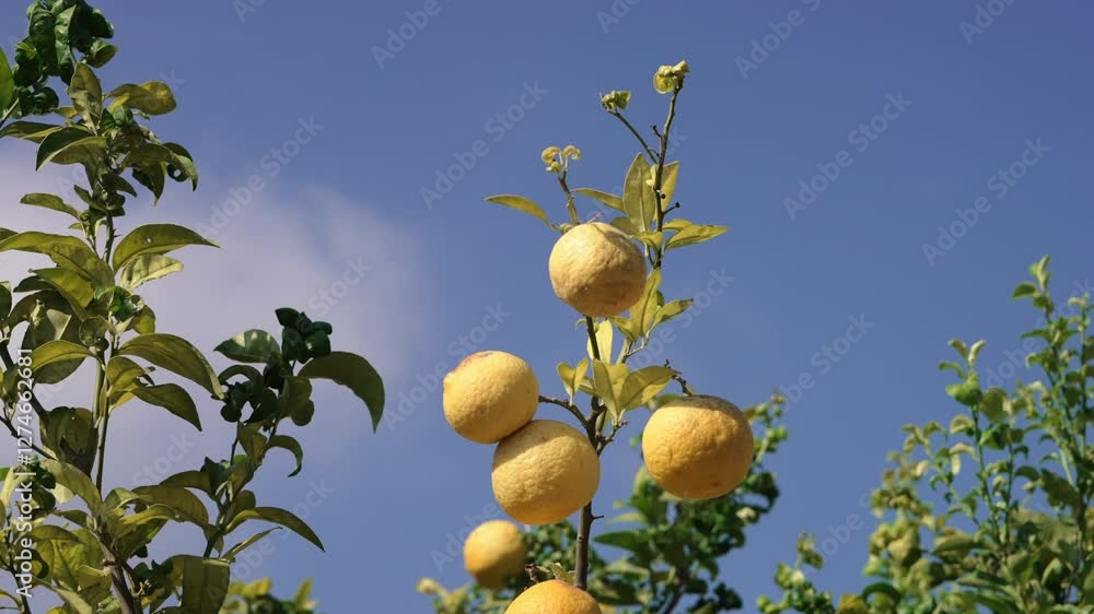 lemon fruits on a lemon tree in summer