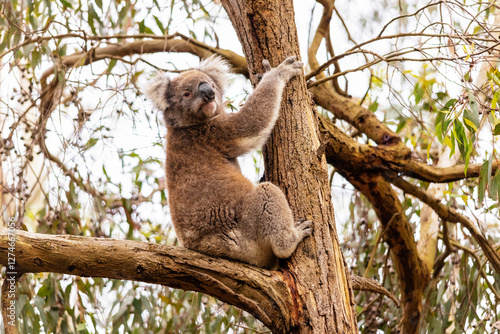 koala in tree