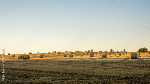 Golden field with scattered hay bales under clear sky in Geneva, Swiss photo