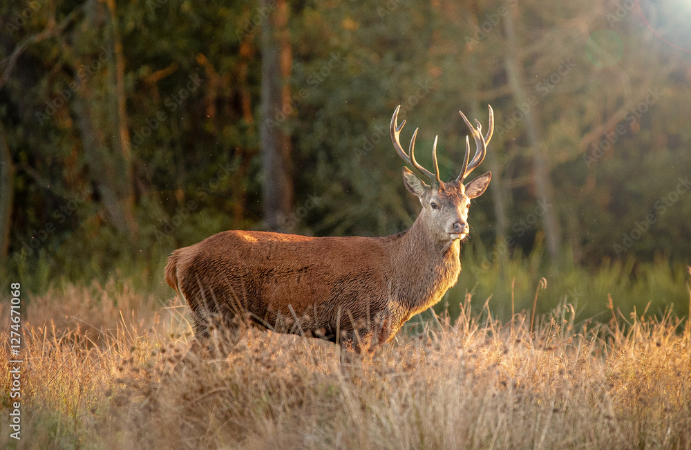 Obraz premium Red Deer Stag in sunshine