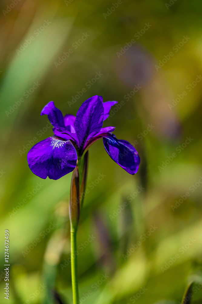 Purple iris flower with soft green background. Purple iris flower with soft green background.