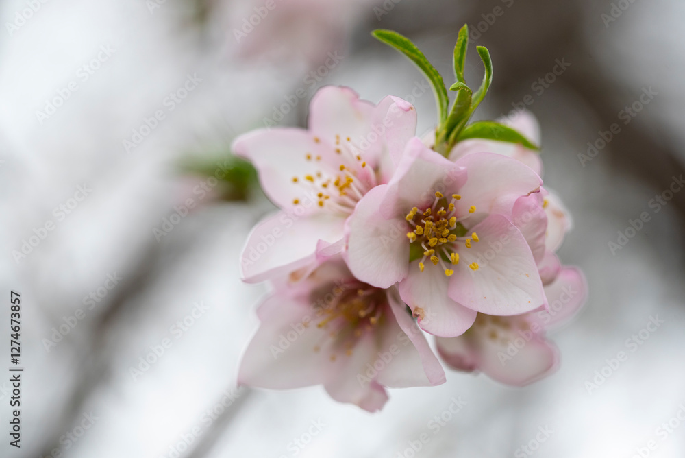 Close-up view of almond blossoms in soft focus Close-up view of almond blossoms in soft focus