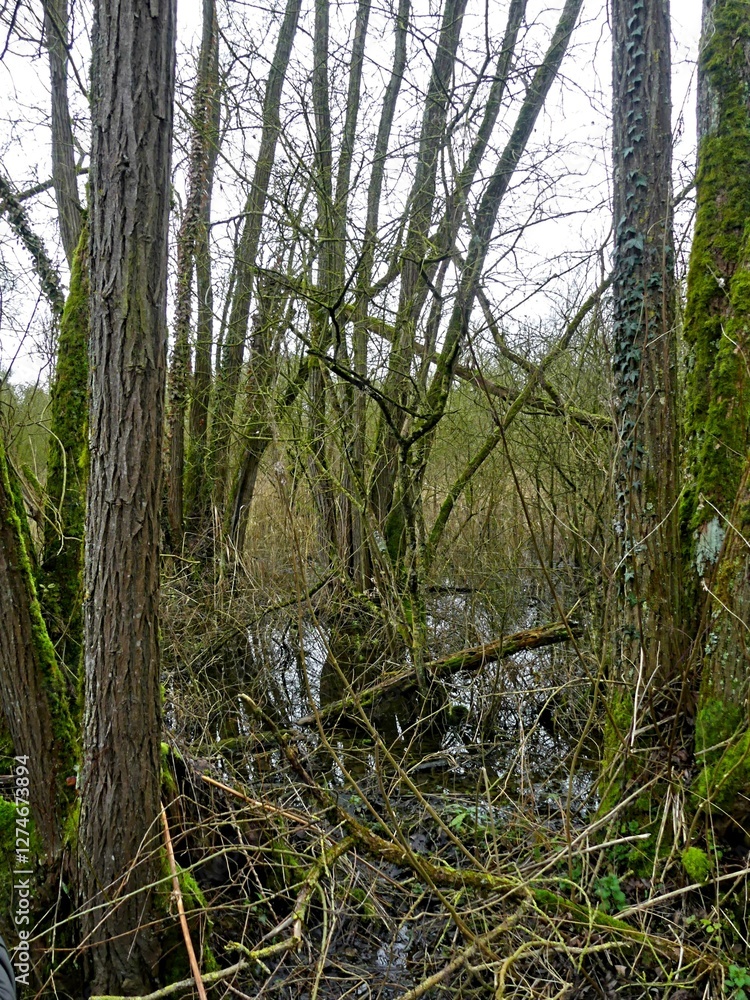 Fototapeta premium Fretin, February 2025: Hiking in the Fretin marshes, surrounded by trees and nature