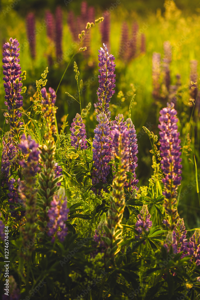 Fototapeta premium Purple lupins. Golden hour, summer. Field or blooming meadow