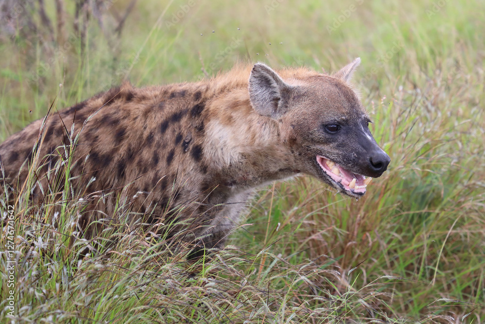 Tüpfelhyäne / Spotted hyaena / Crocuta crocuta.. Tüpfelhyäne / Spotted hyaena / Crocuta crocuta..