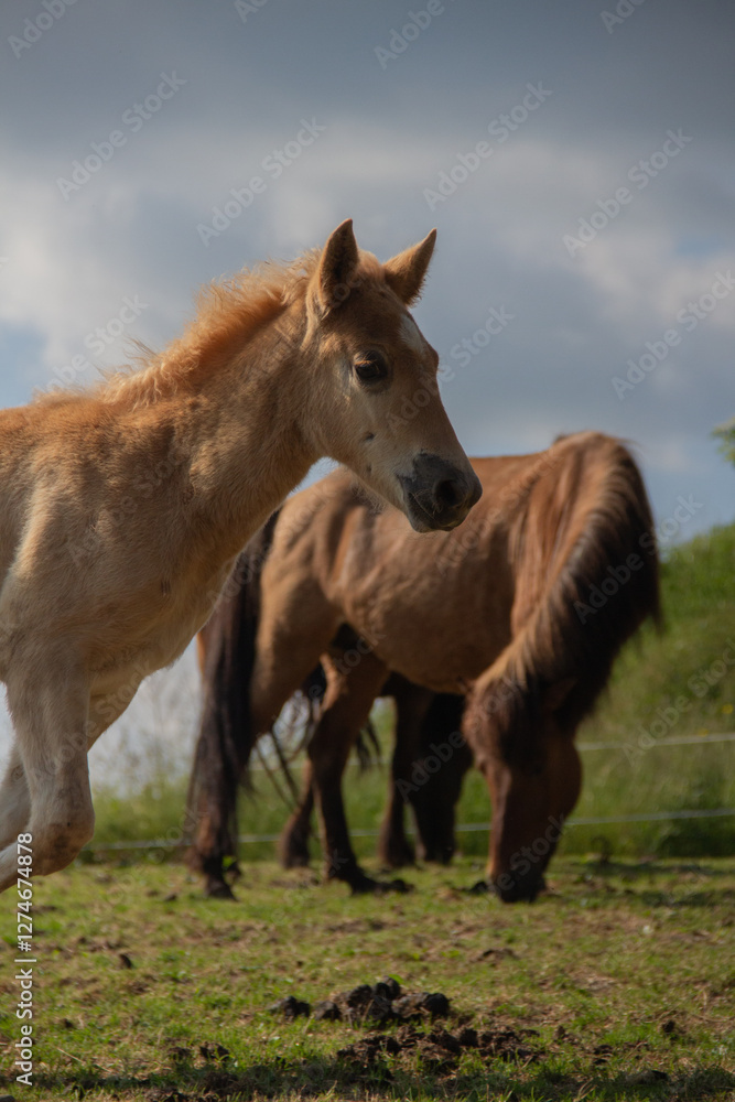 Close-Up of Young Foal Galloping on Meadow Close-Up of Young Foal Galloping on Meadow