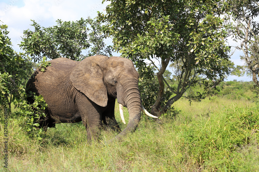 Fototapeta premium Afrikanischer Elefant / African elephant / Loxodonta africana