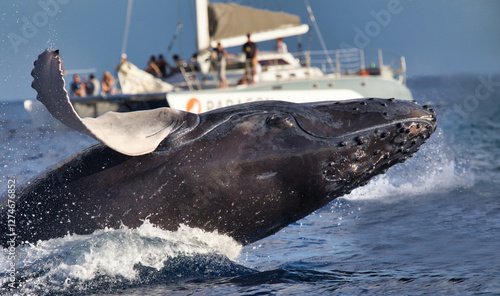 Humpbackwhale suddenly breaching in front of a whale watch boat.