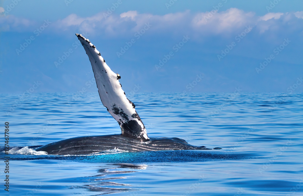 Obraz premium HUmpback whale waving its pectoral fin towards unseen whale watchers.
